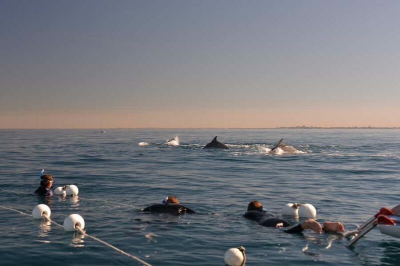 Adelaide: 4-Hour Swimming with Dolphins Experience - The Bottom Line
