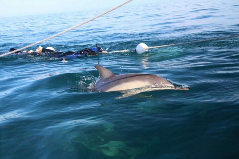 Adelaide: 4-Hour Swimming with Dolphins Experience - In Summary