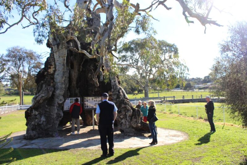 Adelaide: Barossa and Adelaide Hills Tour With Lunch - Mengler Hill Lookout