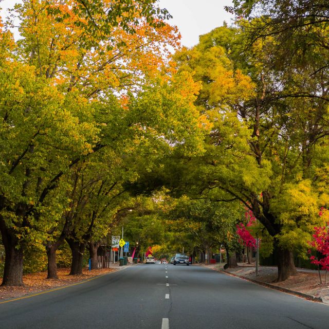 Adelaide: City Highlights and Hahndorf Tour With Pickup - Morning Tea and Walkies
