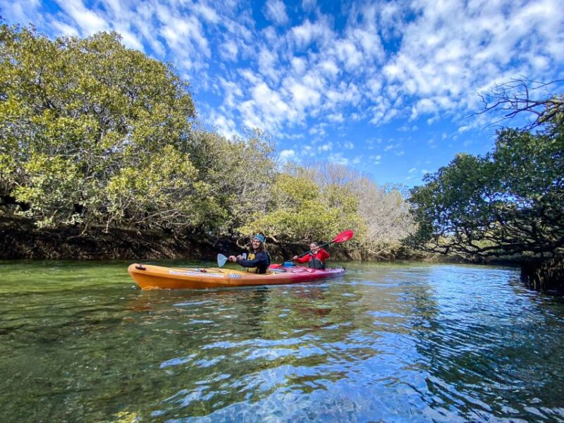 Adelaide: Dolphin Sanctuary 1 or 2-Person Kayak Rental - Key Points
