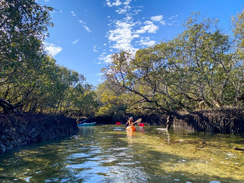 Adelaide: Dolphin Sanctuary 1 or 2-Person Kayak Rental - Kayak Options and Equipment