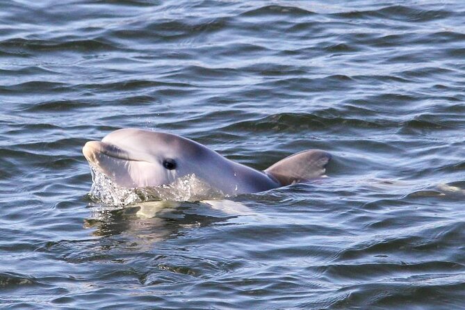 Adelaide Dolphin Sanctuary and Ships Graveyard Kayak Tour - Safety Precautions