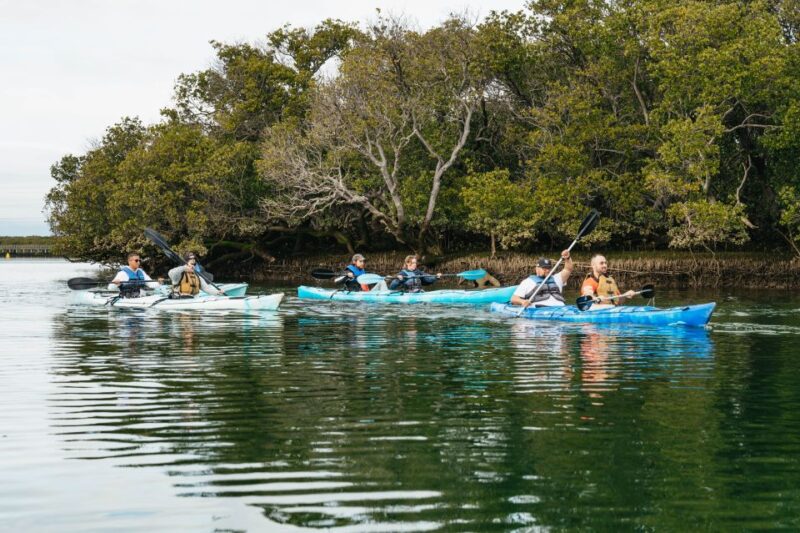 Adelaide: Dolphin Sanctuary Eco Kayaking Tour - Itinerary Details