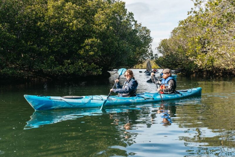 Adelaide: Dolphin Sanctuary Eco Kayaking Tour - Important Information