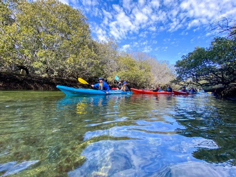 Adelaide: Dolphin Sanctuary Mangroves Kayak Tour - Whats Included