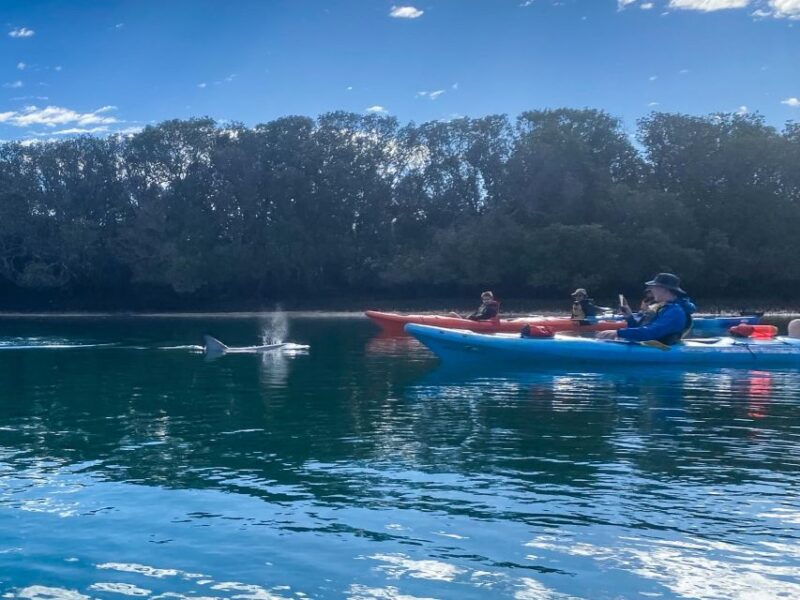 Adelaide: Dolphin Sanctuary Mangroves Kayak Tour - Participant Guidelines