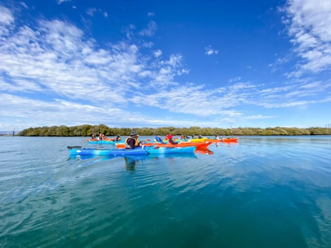 Adelaide: Dolphin Sanctuary Mangroves Kayak Tour - Wildlife Sightings