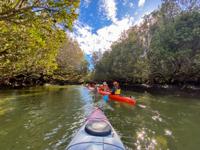 Adelaide: Dolphin Sanctuary Mangroves Kayak Tour - Recap