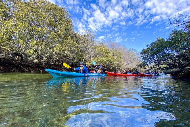 Adelaide Dolphin Sanctuary Mangroves Kayaking Tour - Customer Feedback