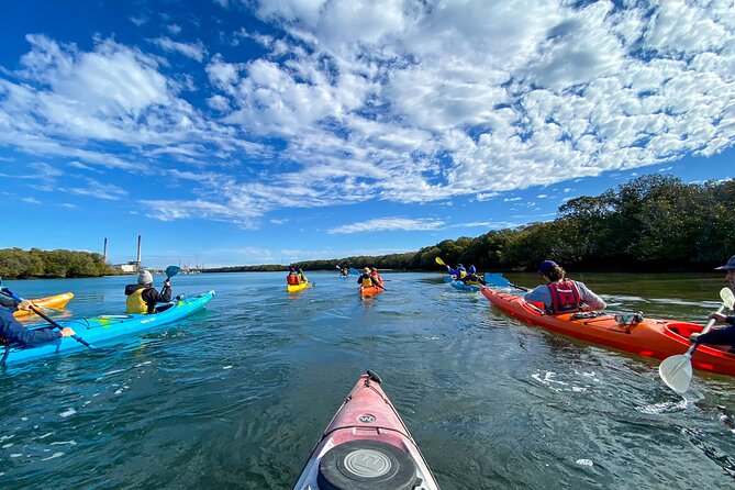 Adelaide Dolphin Sanctuary Mangroves Kayaking Tour - Discovering Marine Life
