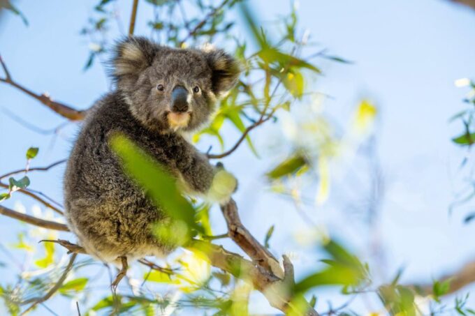 Adelaide: Eyre Peninsula and Flinders Ranges Adventure Trip - Pricing and Booking