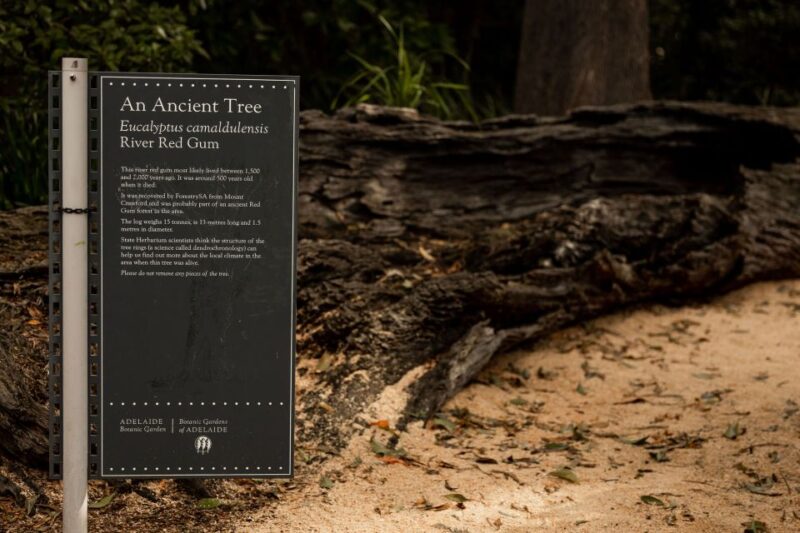 Adelaide: Guided Cultural Tour of Adelaide Botanic Garden - Native Plants and Fungi