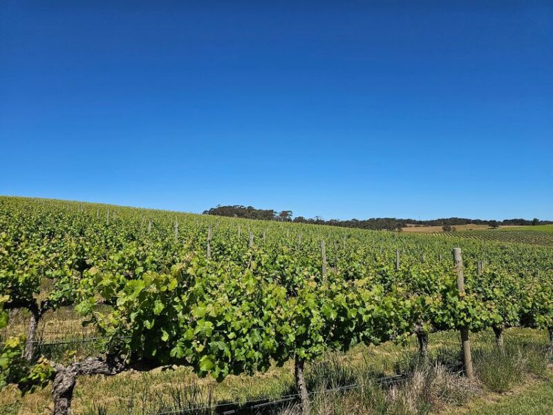 Adelaide: Hahndorf & Hills Wine And/Or Gin Tour - Itinerary Highlights