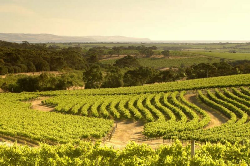 Adelaide: Half-day McLaren Vale & Glenelg Wine Tasting Tour - Who Should Consider This Tour?