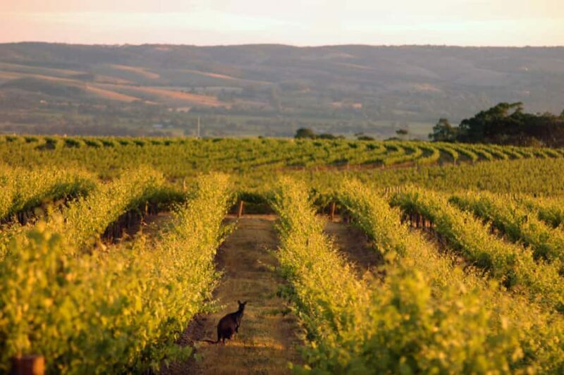 Adelaide: Highlights, Hahndorf & McLaren Vale Wine Tasting - Transportation, Timing, and Value