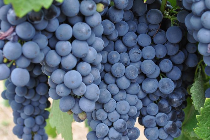 Adelaide Hills Day Tour. Winery Cellar Doors - Meeting and Pickup
