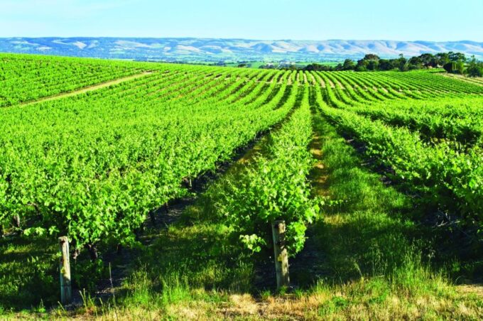 Adelaide: McLaren Vale & The Cube Day Trip - Frequently Asked Questions