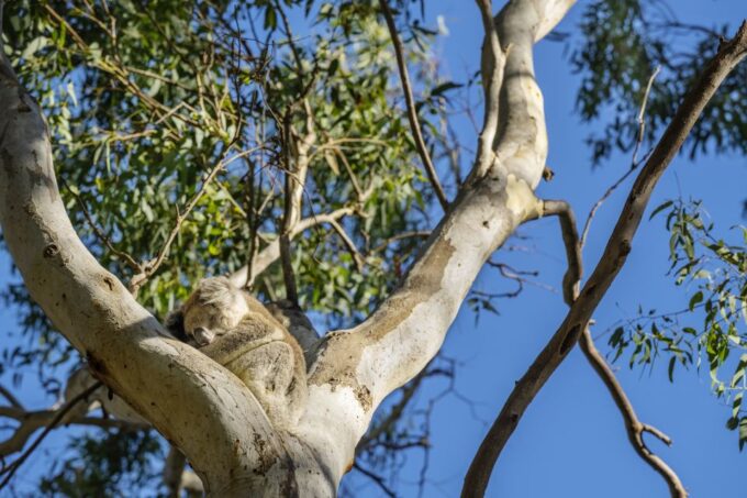 Adelaide: Morialta Wilderness and Wildlife Hike - Important Preparatory Information