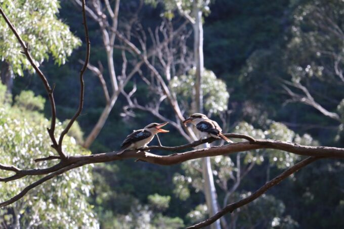 Adelaide: Morialta Wilderness and Wildlife Hike - Recap