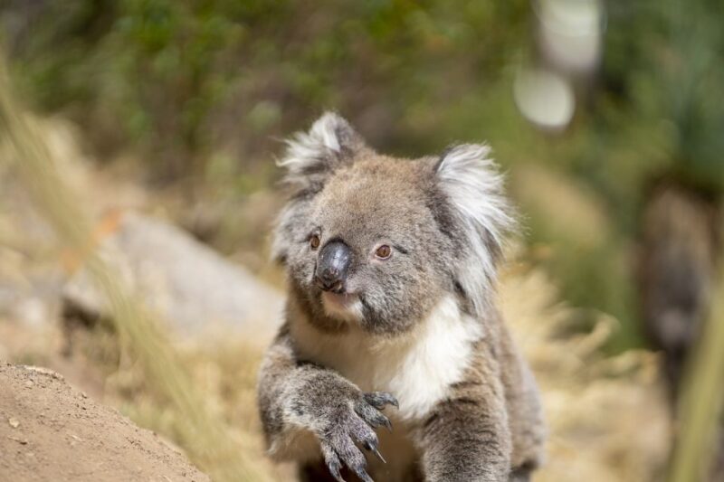 Adelaide: Rock Climbing and Abseiling Experience in Morialta - Location and Accessibility