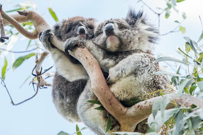 Adelaide to Melbourne 3-Day Trip Grampians and Great Ocean Road - The Value of This Tour