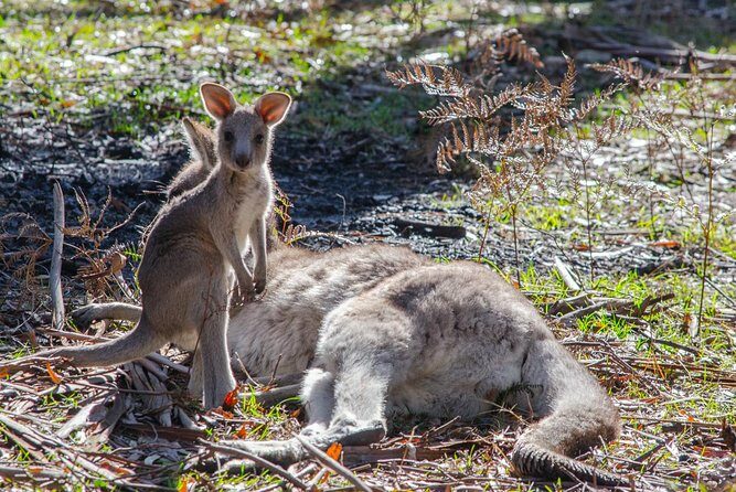 Adelaide to Melbourne 3-Day Trip Grampians and Great Ocean Road - What Travelers Can Expect