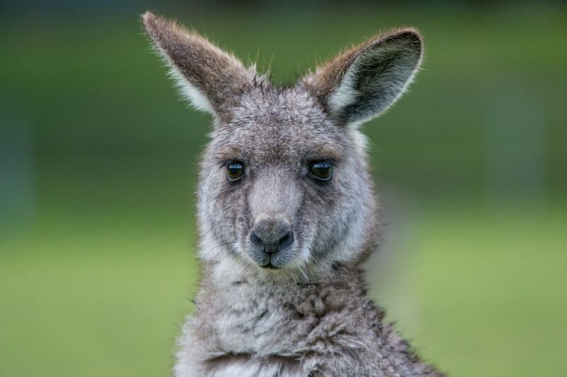Adelaide to Melbourne: 3-Day Ultimate Overland Journey - Inclusions