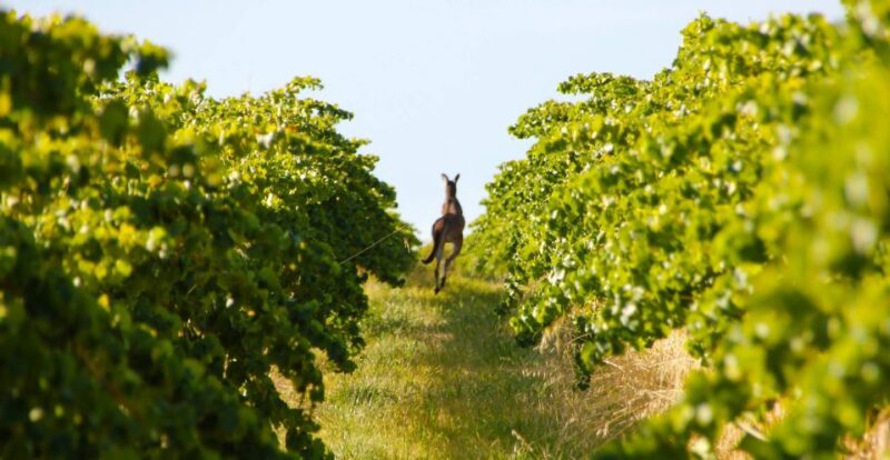 Adelaide: Wine and Wildlife 4WD Tour - Exclusive Wildlife Encounters
