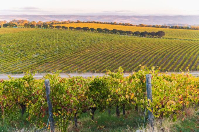 Adelaide: Wine and Wildlife 4WD Tour - Transportation and Refreshments