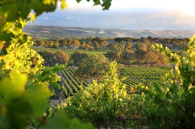 Adelaide: Wine and Wildlife 4WD Tour - Tour Experience Overview
