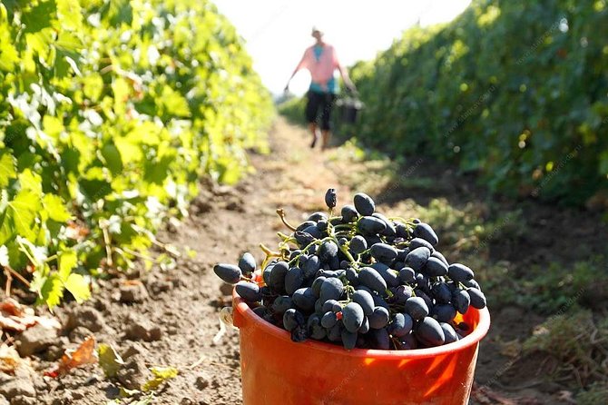 Adjarian Mountains Waterfalls Wine Tour Best Views From Batumi Kobuleti - Discovering Adjarian Wine House Traditions