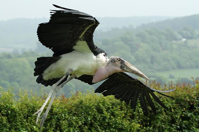 Admission Pass to Eagle Heights in Kent - Inclusions and Exclusions