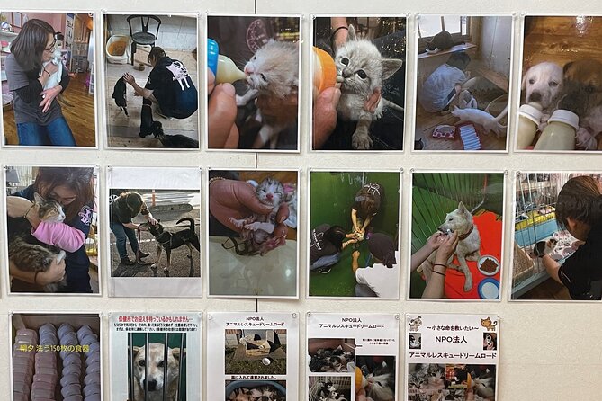 Admission Ticket to Imai Museum, Mizuhiki Exhibition & Cat Dog Photo Exhibition - Visitor Expectations