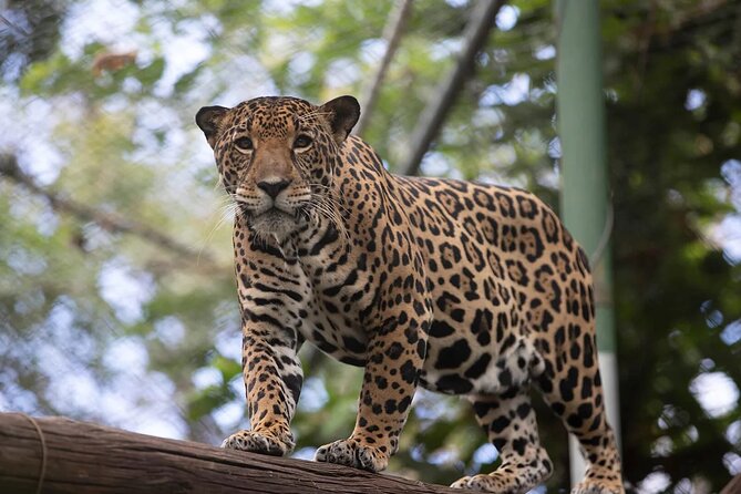 Admission Ticket to Las Pumas Rescue Center - Key Points