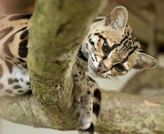 Admission Ticket to Las Pumas Rescue Center - Visitor Guidelines