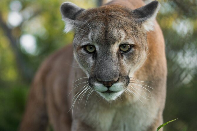 Admission Ticket to Las Pumas Rescue Center - Tour Experience