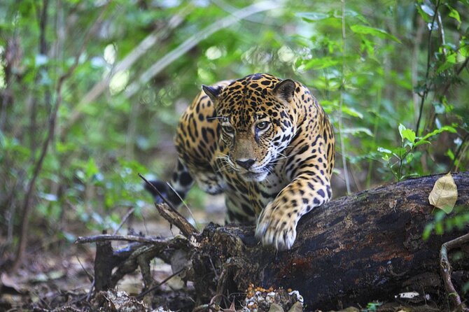 Admission Ticket to Las Pumas Rescue Center - Recap