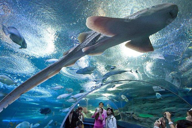 Admission Ticket to Underwater World Pattaya With Return Transfer - Tour Group Size and Accessibility