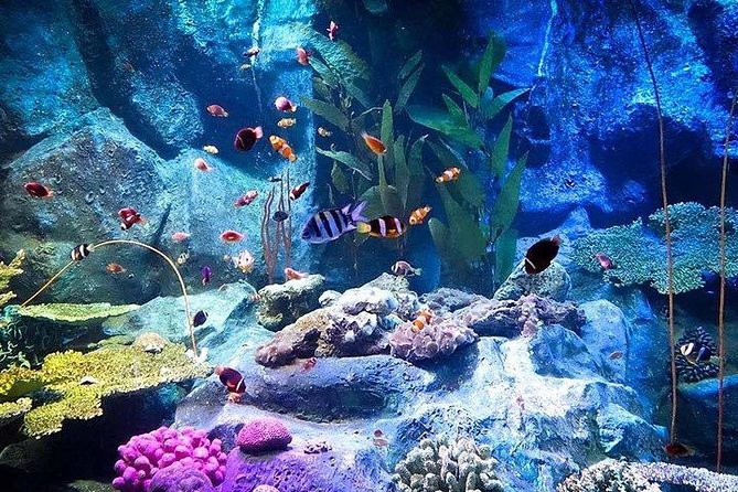 Admission Ticket to Underwater World Pattaya With Return Transfer - Booking and Payment Details