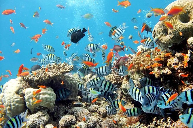 Admission Ticket to Underwater World Pattaya With Return Transfer - Experience Inclusions and Restrictions