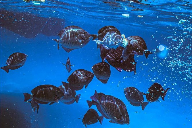 Adults Only Aruba Catalina Bay Small-Group Snorkel Sunset Sail - Snorkeling With Marine Life