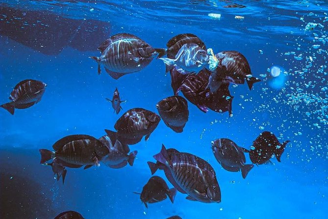 Adults Only Catalina Bay Small Group Snorkel & Sunset Sail - Snack and Beverage Options