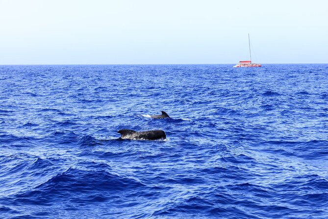 Adults Only Tenerife Freebird Whale Dolphin Catamaran With Lunch - Tour Details
