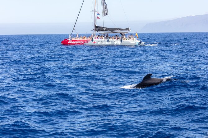 Adults Only Tenerife Freebird Whale Dolphin Catamaran With Lunch - Recommended Attire and Gear