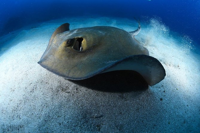 ADVANCED OPEN WATER CERTIFICATION - Improve Your Scuba Diving Skills up to 30M ! - Pricing and Cancellation Policy