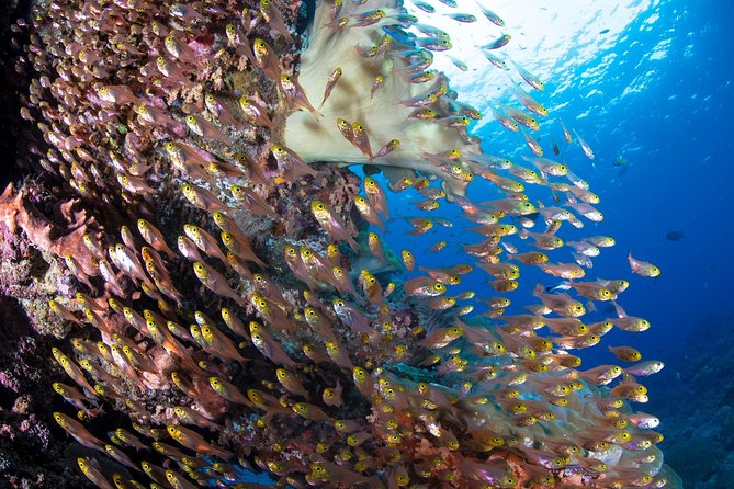 Advanced Open Water Course in Pemuteran - Certification in Bali (Menjangan Park) - Meeting Location and Pickup Details