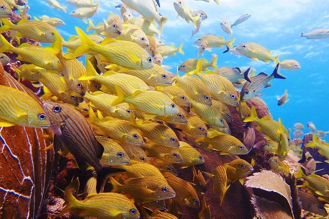 Advanced Open Water Diver Course PADI in Playa Del Carmen - Inclusions and Benefits