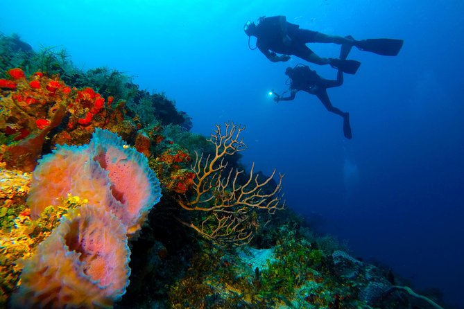 Advanced Open Water Diver Course PADI in Playa Del Carmen - Pricing Information