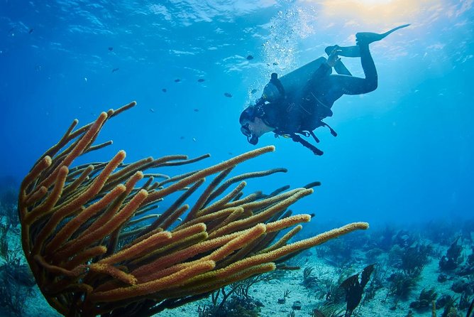 Advanced Open Water Diver Course PADI in Playa Del Carmen - How to Prepare for Diving